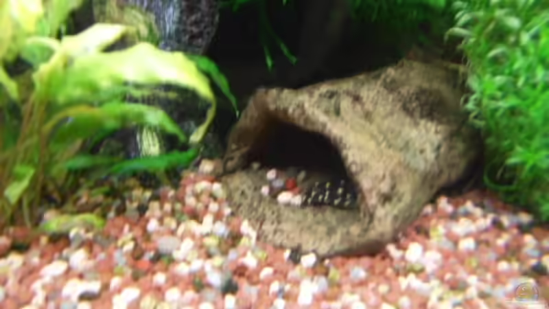 Besatz im Aquarium Becken 3629 von Thomas Walla (8)