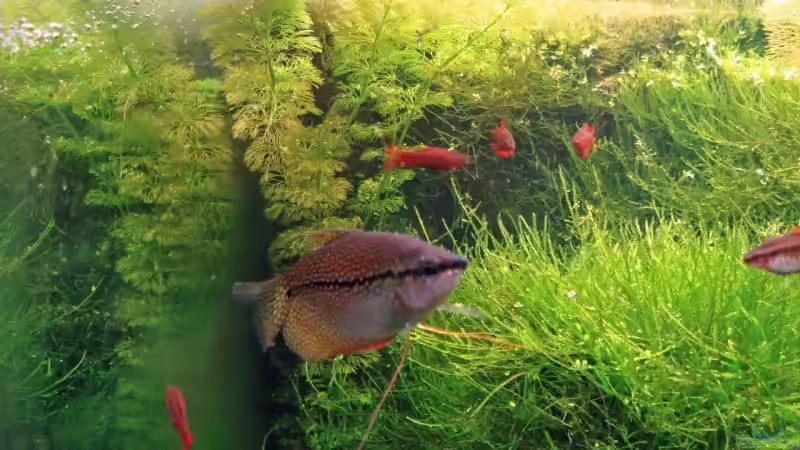 Besatz im Aquarium Becken 3630 von Seifert Daniel (10)