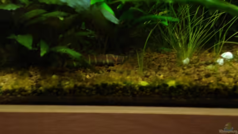 Besatz im Aquarium Becken 3630 von Seifert Daniel (11)