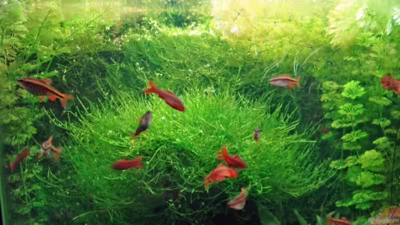 Besatz im Aquarium Becken 3630 von Seifert Daniel (9)