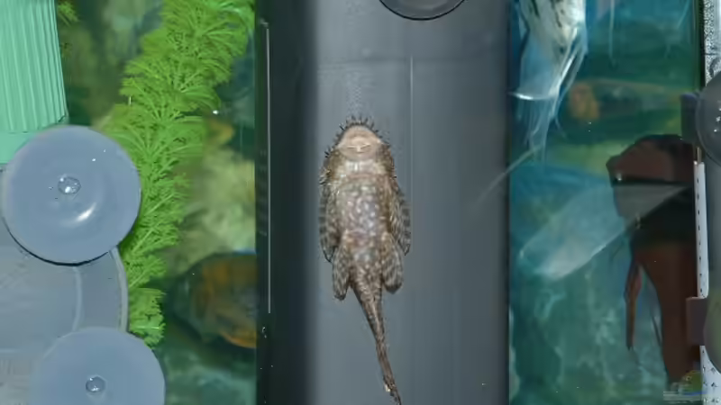 Besatz im Aquarium Becken 3663 von Sascha Keltz (12)