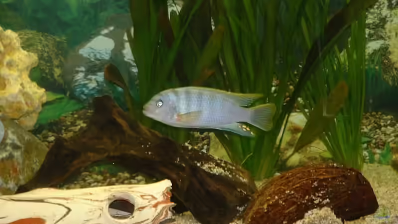 Besatz im Aquarium Becken 3663 von Sascha Keltz (15)