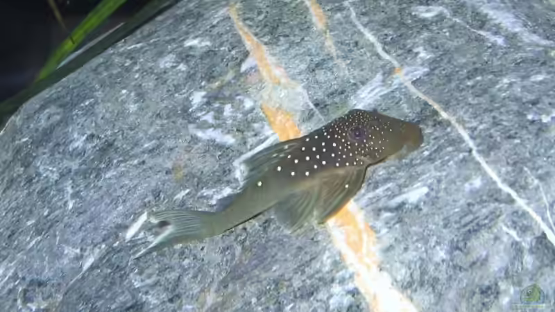 Besatz im Aquarium Becken 3681 von Christian Buchegger (10)