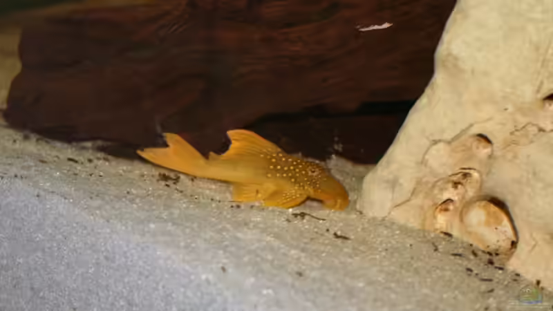 Besatz im Aquarium Becken 3681 von Christian Buchegger (12)