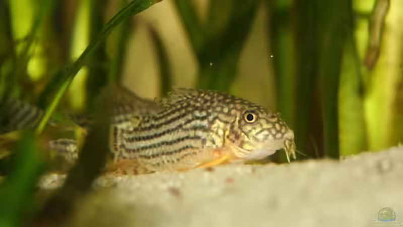 Besatz im Aquarium Becken 3681 von Christian Buchegger (13)