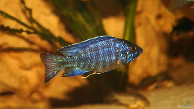 Besatz im Aquarium Becken 3681 von Christian Buchegger (16)