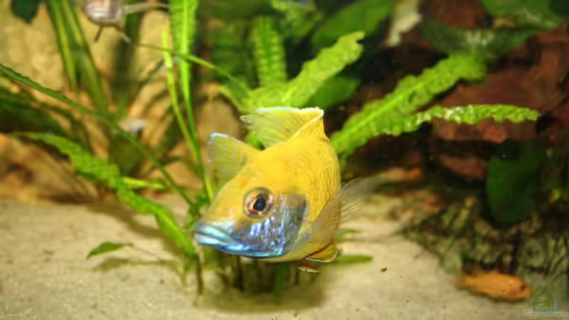 Besatz im Aquarium Becken 3681 von Christian Buchegger (17)