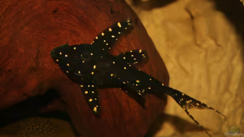 Besatz im Aquarium Becken 3681 von Christian Buchegger (6)