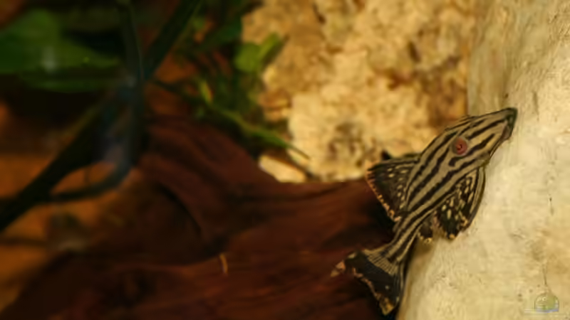 Besatz im Aquarium Becken 3681 von Christian Buchegger (8)