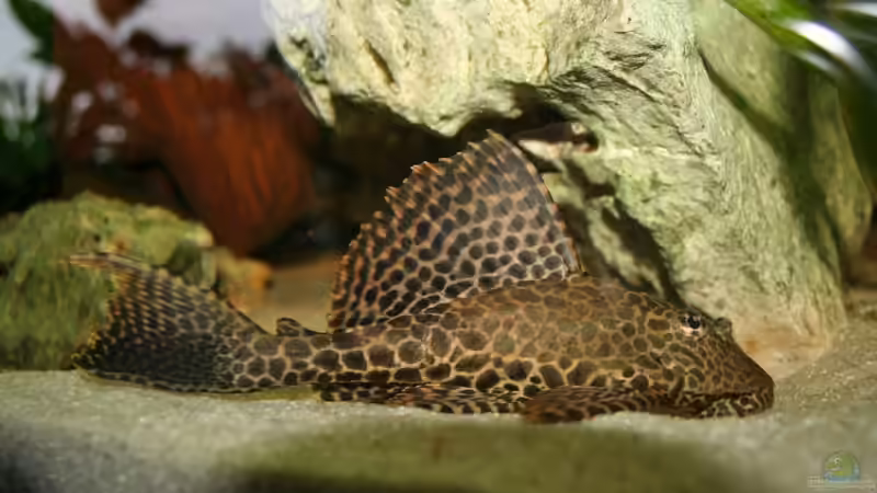 Besatz im Aquarium Becken 3681 von Christian Buchegger (9)