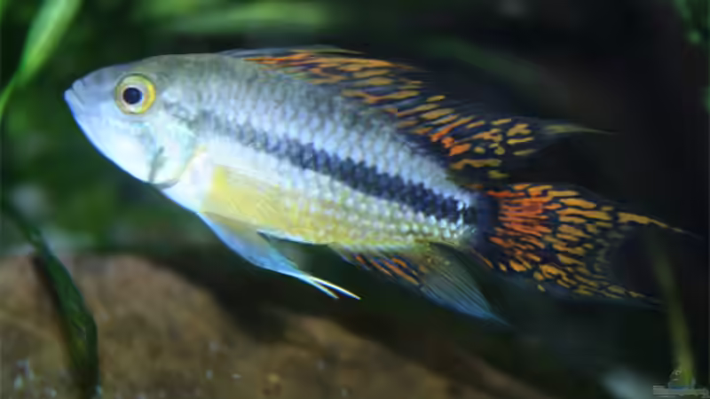 Besatz im Aquarium Becken 3685 von Pascal Schneider (4)