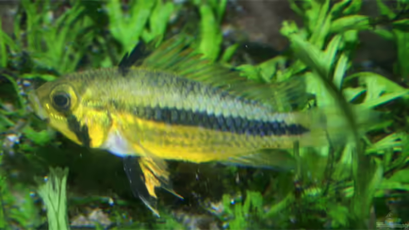 Besatz im Aquarium Becken 3685 von Pascal Schneider (5)