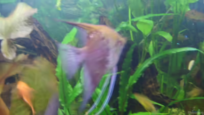 Besatz im Aquarium Becken 3686 von Patrick Ebert (21)