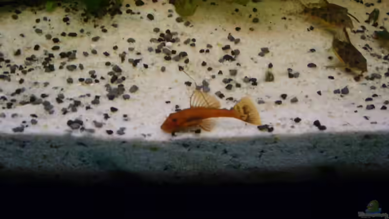 Besatz im Aquarium Becken 3686 von Patrick Ebert (22)