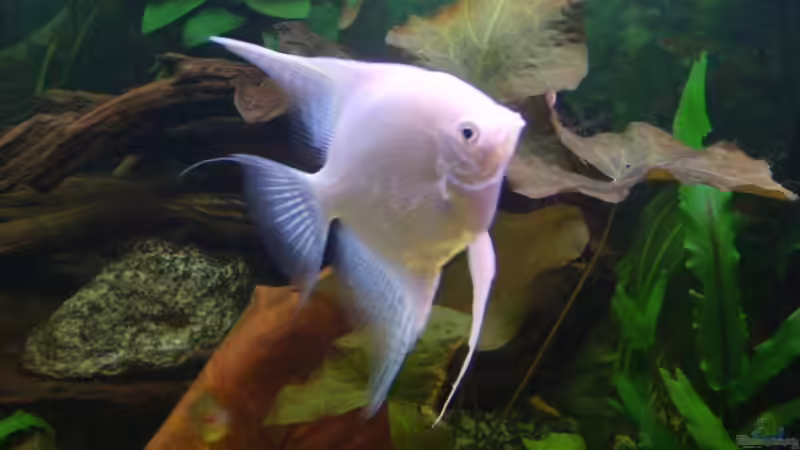 Besatz im Aquarium Becken 3686 von Patrick Ebert (23)