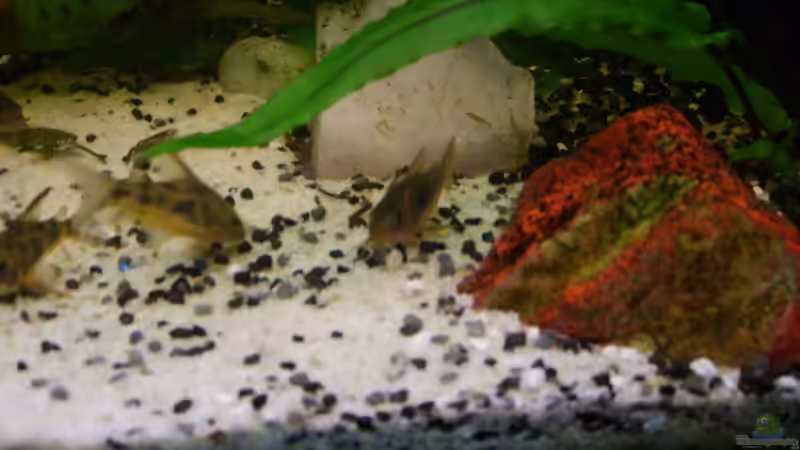 Besatz im Aquarium Becken 3686 von Patrick Ebert (24)