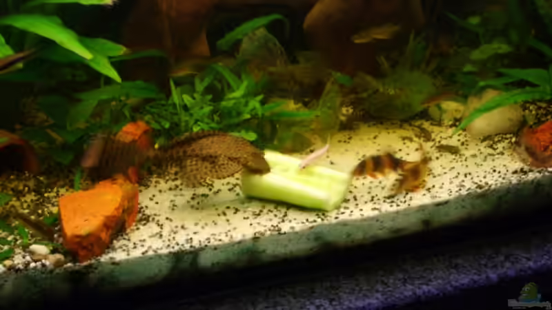 Besatz im Aquarium Becken 3686 von Patrick Ebert (25)