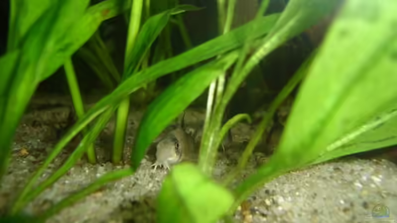 Besatz im Aquarium Becken 3700 von Dominic Täuber (8)