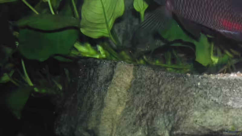 Besatz im Aquarium Becken 3709 von Thomas Röckemann (6)