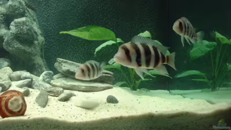 Besatz im Aquarium Becken 371 von Ralf Romer (16)