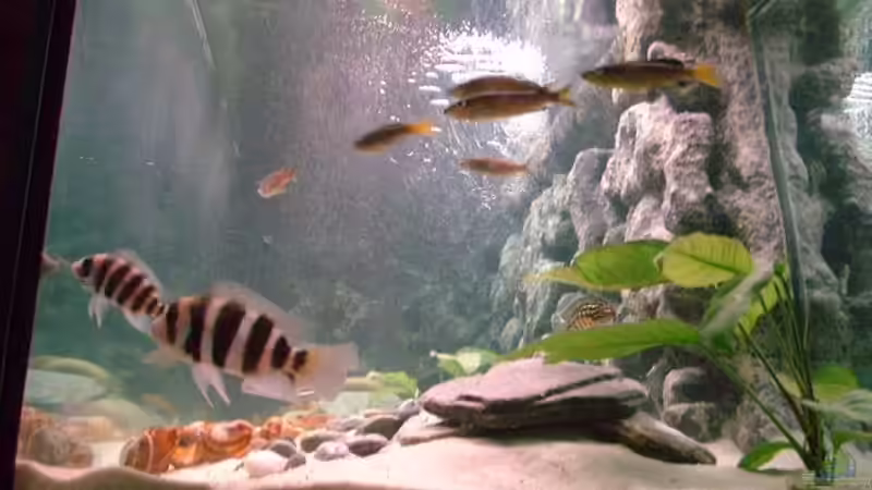 Besatz im Aquarium Becken 371 von Ralf Romer (17)