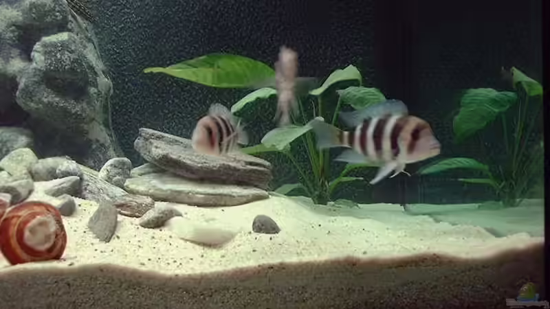 Besatz im Aquarium Becken 371 von Ralf Romer (18)