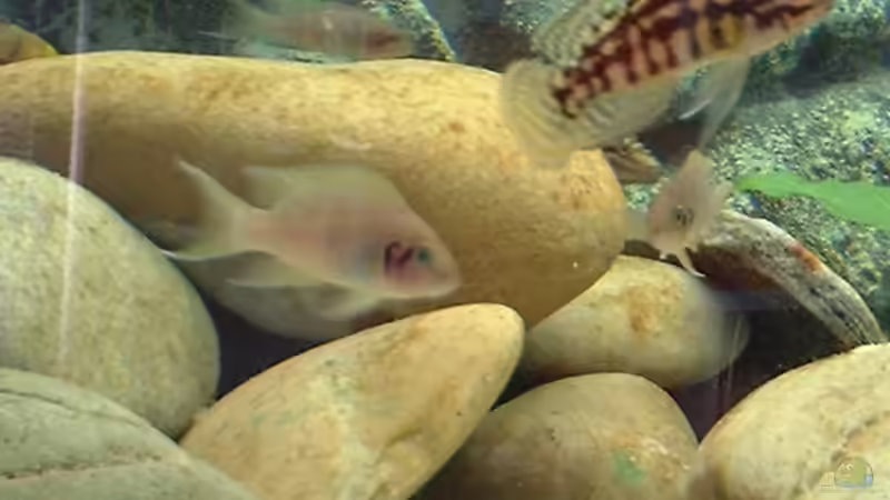 Besatz im Aquarium Becken 371 von Ralf Romer (20)