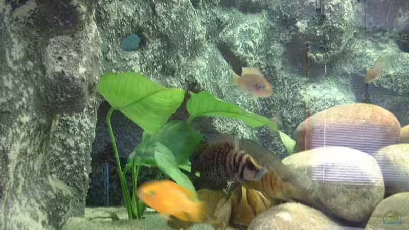 Besatz im Aquarium Becken 371 von Ralf Romer (21)