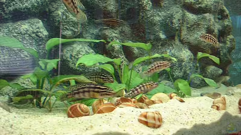 Besatz im Aquarium Becken 371 von Ralf Romer (22)