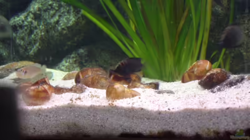 Besatz im Aquarium Becken 371 von Ralf Romer (23)