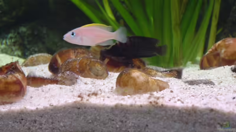 Besatz im Aquarium Becken 371 von Ralf Romer (24)