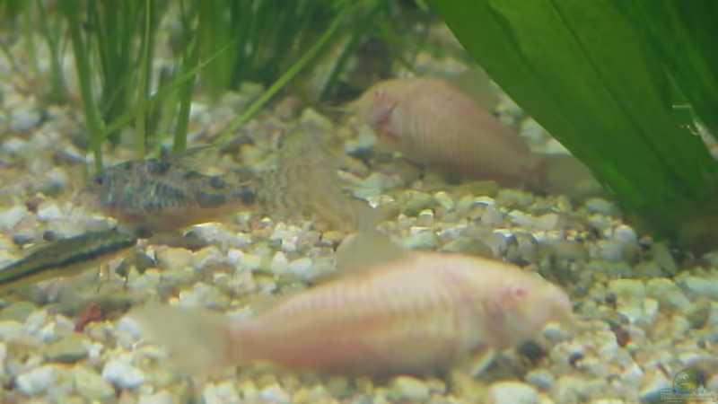 Besatz im Aquarium Becken 3721 von Thomas Wehnert (12)