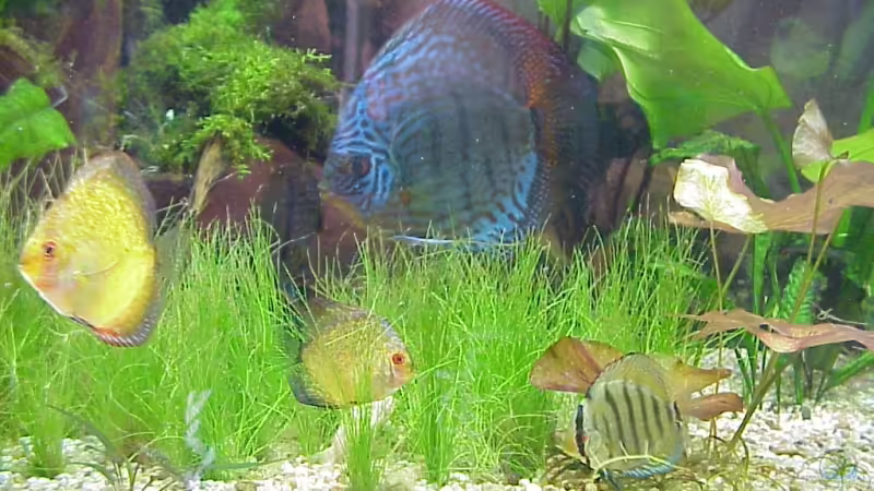 Besatz im Aquarium Becken 3721 von Thomas Wehnert (14)