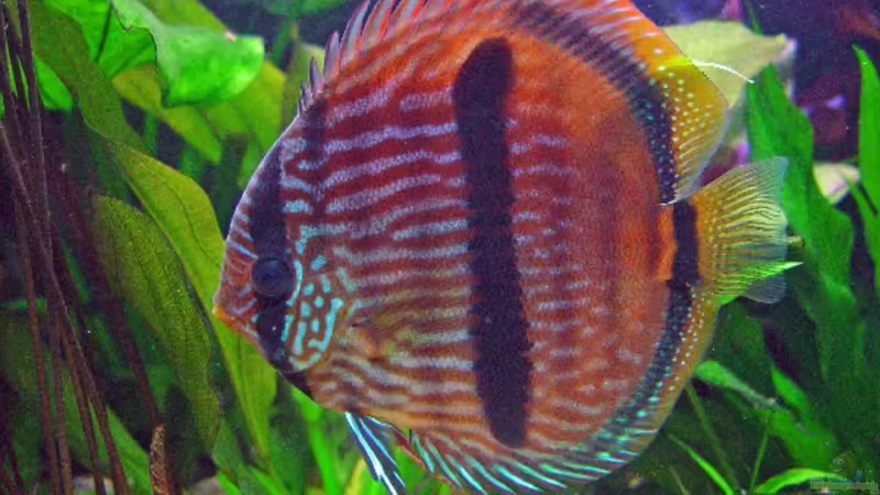 Besatz im Aquarium Becken 3721 von Thomas Wehnert (17)