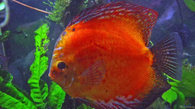 Besatz im Aquarium Becken 3721 von Thomas Wehnert (18)