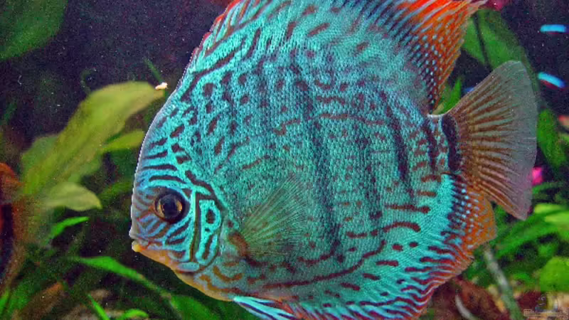 Besatz im Aquarium Becken 3721 von Thomas Wehnert (19)