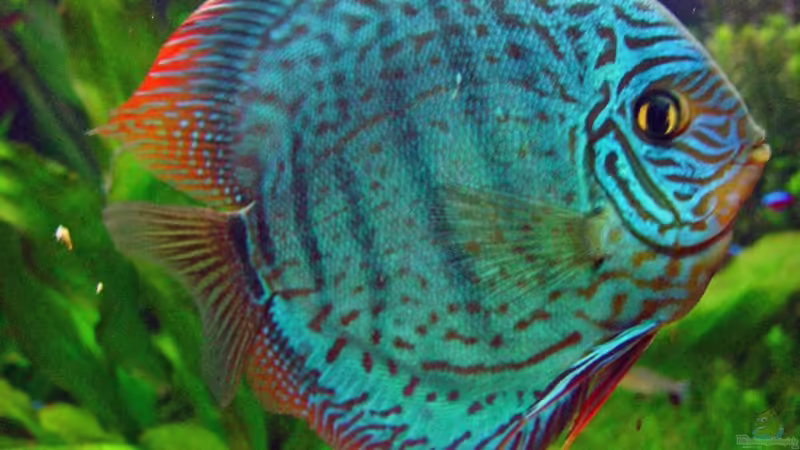 Besatz im Aquarium Becken 3721 von Thomas Wehnert (20)