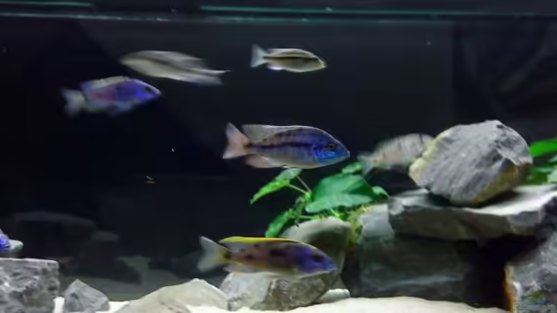 Besatz im Aquarium Becken 3735 von Dominik Steigewald (10)