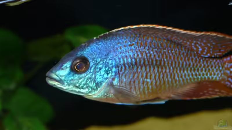 Besatz im Aquarium Becken 3735 von Dominik Steigewald (25)