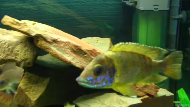 Besatz im Aquarium Becken 374 von Marco Arens (5)