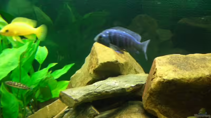 Besatz im Aquarium Becken 374 von Marco Arens (6)