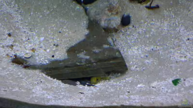 Besatz im Aquarium Becken 374 von Marco Arens (8)