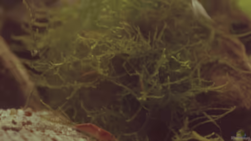 Besatz im Aquarium Becken 3742 von Sebastian H.2 (13)