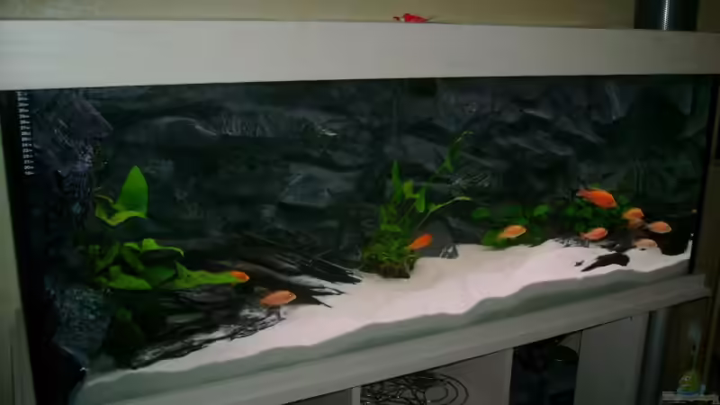 Besatz im Aquarium Becken 3764 von Oliver Jaguczak (12)