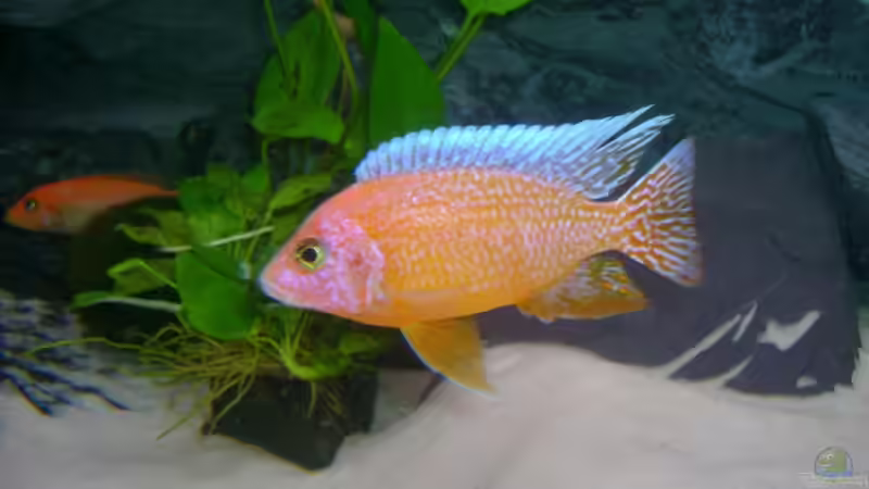 Besatz im Aquarium Becken 3764 von Oliver Jaguczak (15)