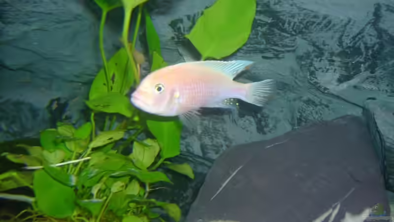 Besatz im Aquarium Becken 3764 von Oliver Jaguczak (16)