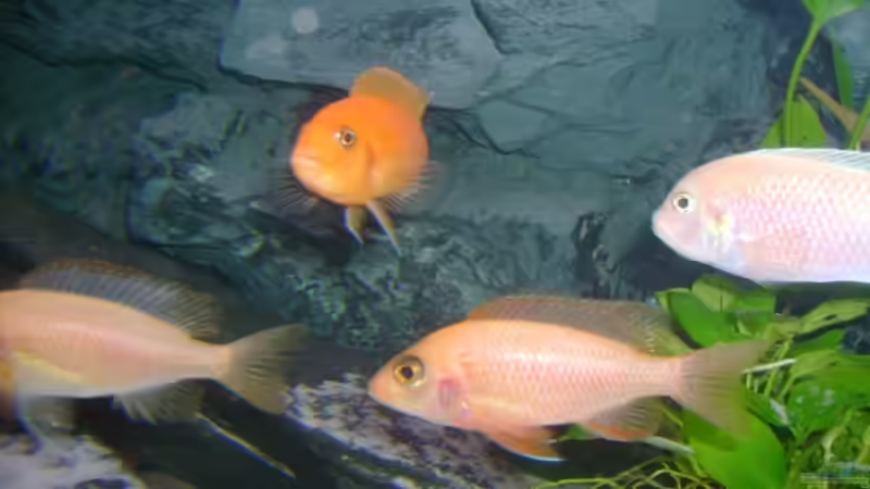 Besatz im Aquarium Becken 3764 von Oliver Jaguczak (17)