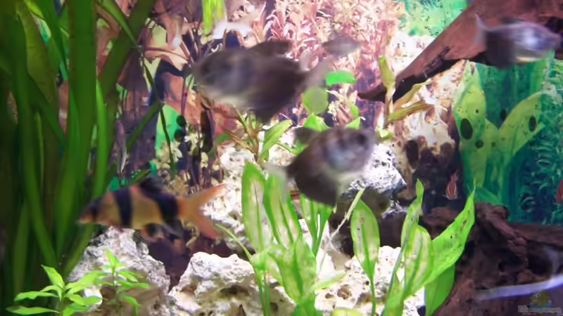 Besatz im Aquarium Becken 3767 von steffen bischoff (17)