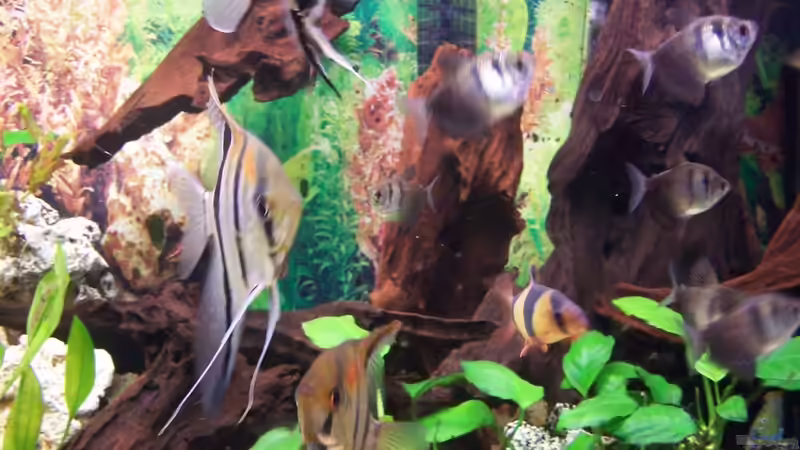 Besatz im Aquarium Becken 3767 von steffen bischoff (18)