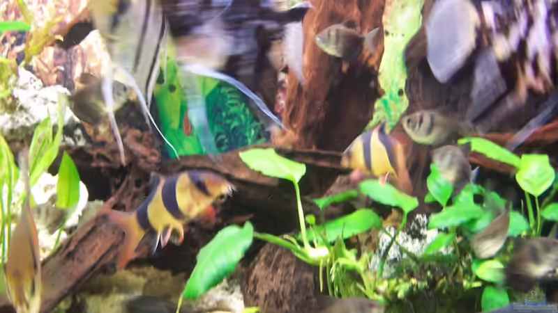 Besatz im Aquarium Becken 3767 von steffen bischoff (20)